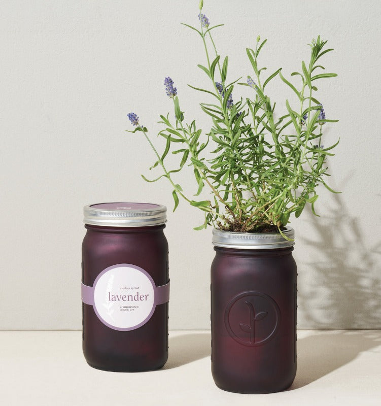 Modern Sprout Garden Jars - Indoor Herb Growing Kit - Lavender